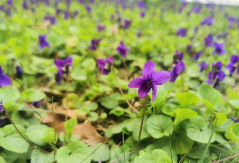 Bənövşəyəm, bənövşə, düşmüşəm dilə-dişə...<font color=red> - FOTOLAR</font>