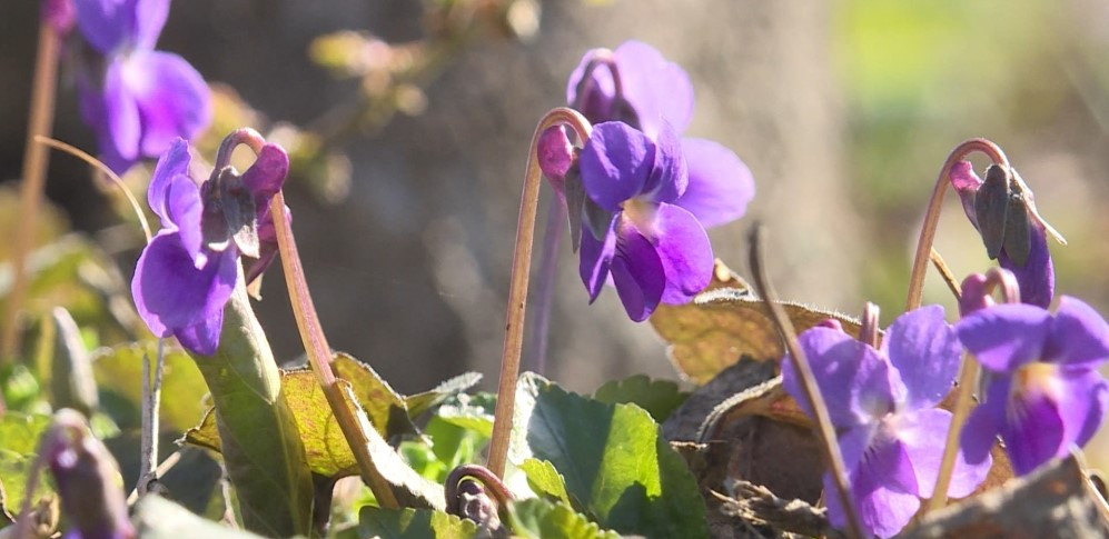 Bənövşəyəm, bənövşə, düşmüşəm dilə-dişə...<font color=red> - FOTOLAR</font>