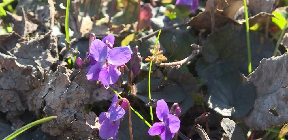 Bənövşəyəm, bənövşə, düşmüşəm dilə-dişə...<font color=red> - FOTOLAR</font>