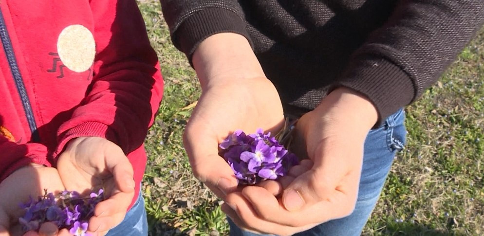 Bənövşəyəm, bənövşə, düşmüşəm dilə-dişə...<font color=red> - FOTOLAR</font>