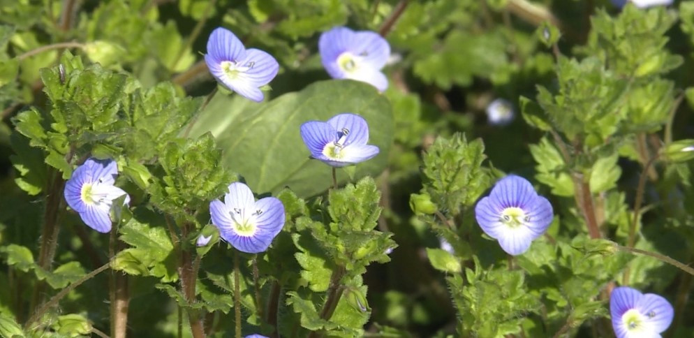 Bənövşəyəm, bənövşə, düşmüşəm dilə-dişə...<font color=red> - FOTOLAR</font>