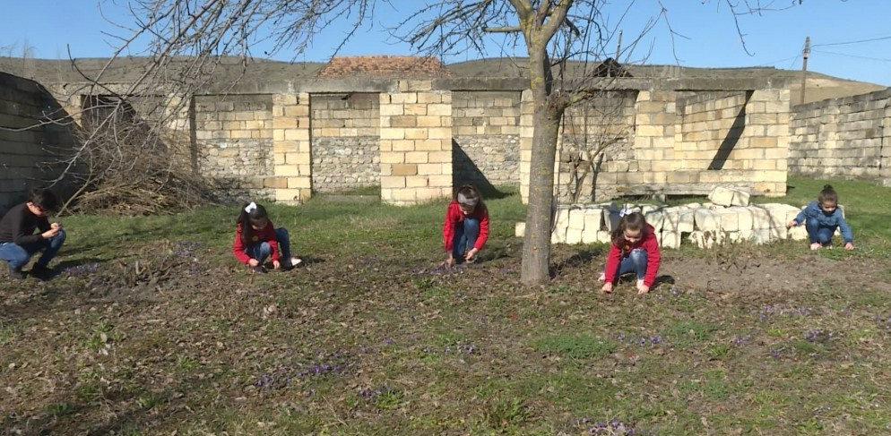 Bənövşəyəm, bənövşə, düşmüşəm dilə-dişə...<font color=red> - FOTOLAR</font>