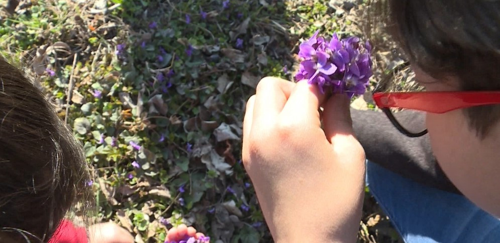 Bənövşəyəm, bənövşə, düşmüşəm dilə-dişə...<font color=red> - FOTOLAR</font>