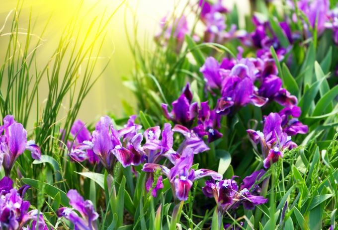 Çiçəkləri göyqurşağına bənzədilən bitki - Süsənlər bəzək bitkisi kimi<font color=red> - FOTOLAR</font>