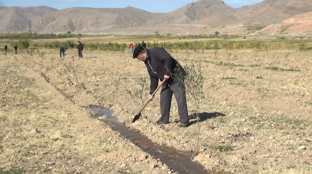 Sədərəkdə Zəfər Gününə həsr edilmiş ağacəkmə aksiyası keçirilib<font color=red> - FOTOLAR</font>