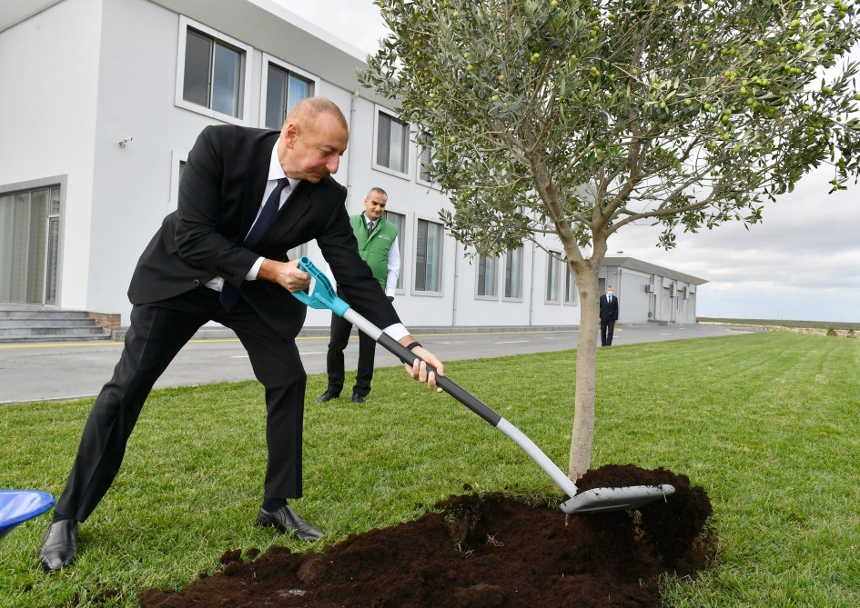 Prezident İlham Əliyev Zirə qəsəbəsində zeytun yağı və süfrəlik zeytun məhsullarının emalı zavodunun açılışında iştirak edib<font color='red'> - YENİLƏNİB</font><font color=red> - FOTOLAR</font>