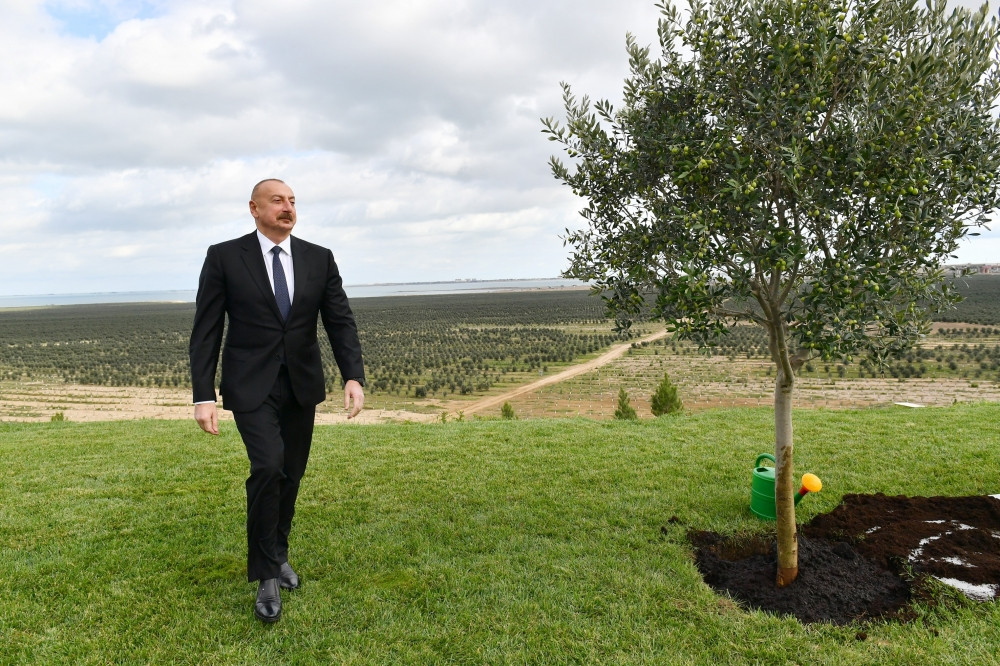 Prezident İlham Əliyev Zirə qəsəbəsində zeytun yağı və süfrəlik zeytun məhsullarının emalı zavodunun açılışında iştirak edib<font color='red'> - YENİLƏNİB</font><font color=red> - FOTOLAR</font>