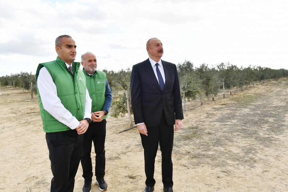 Prezident İlham Əliyev Zirə qəsəbəsində zeytun yağı və süfrəlik zeytun məhsullarının emalı zavodunun açılışında iştirak edib<font color='red'> - YENİLƏNİB</font><font color=red> - FOTOLAR</font>