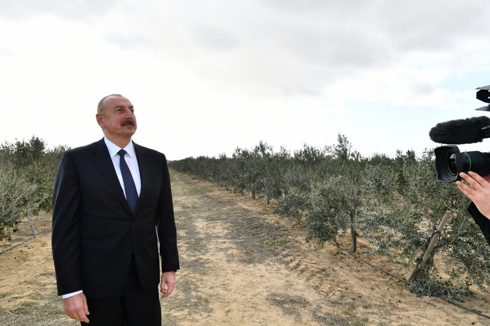 Prezident İlham Əliyev Zirə qəsəbəsində zeytun yağı və süfrəlik zeytun məhsullarının emalı zavodunun açılışında iştirak edib<font color='red'> - YENİLƏNİB</font><font color=red> - FOTOLAR</font>