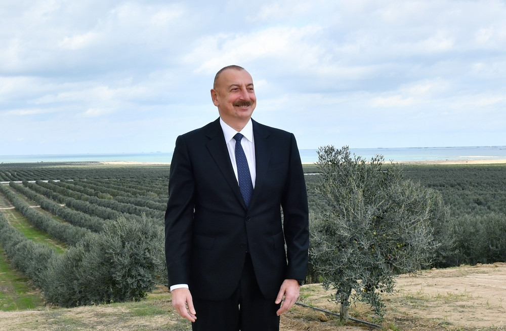 Prezident İlham Əliyev Zirə qəsəbəsində zeytun yağı və süfrəlik zeytun məhsullarının emalı zavodunun açılışında iştirak edib<font color='red'> - YENİLƏNİB</font><font color=red> - FOTOLAR</font>