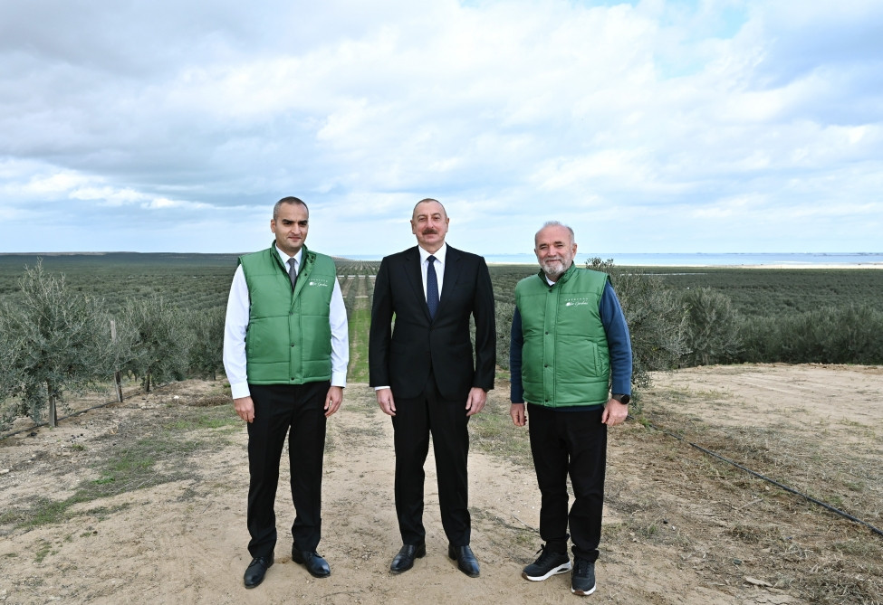 Prezident İlham Əliyev Zirə qəsəbəsində zeytun yağı və süfrəlik zeytun məhsullarının emalı zavodunun açılışında iştirak edib<font color='red'> - YENİLƏNİB</font><font color=red> - FOTOLAR</font>