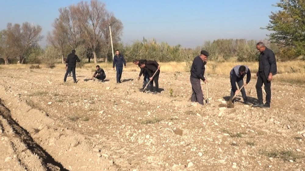 Şərurun bələdiyyə torpaqlarında yeni meyvə bağları salınıb<font color=red> - FOTOLAR</font>