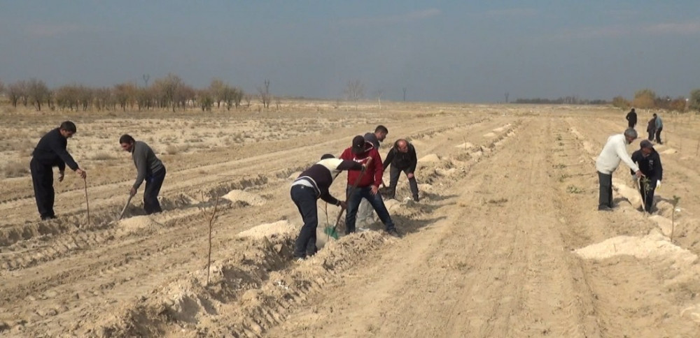 Kəngərlidə yeni meyvə bağı salınıb<font color=red> - FOTOLAR</font>