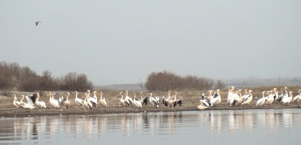 “Arazboyu” Dövlət Təbiət Yasaqlığının Araz Su Anbarı ərazisində monitorinq keçirilib <font color=red> - FOTOLAR</font>