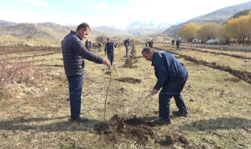 Ağbulaq kəndində cəviz bağı salınıb<font color=red> - FOTOLAR</font>