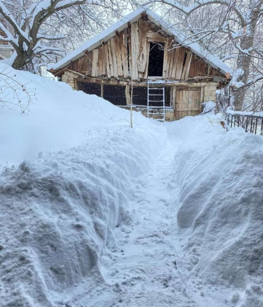 Ağ örpəyə bürünən Kükü<font color=red> - FOTOLAR</font>