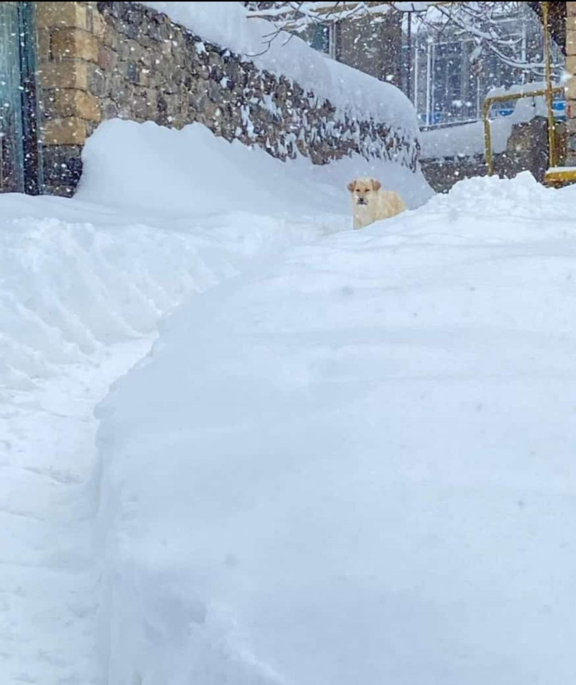 Ağ örpəyə bürünən Kükü<font color=red> - FOTOLAR</font>
