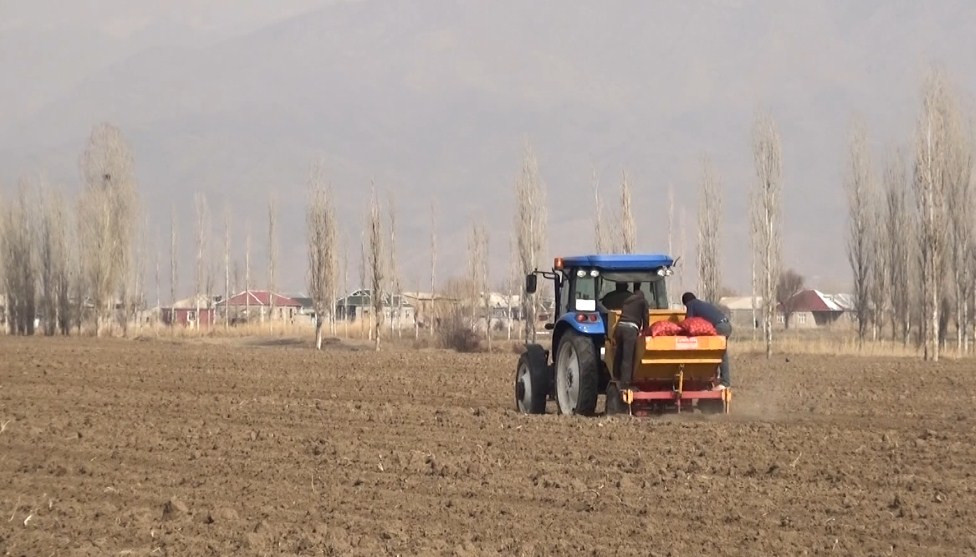 Şərurda kartof əkinlərinə başlanılıb <font color=red> - FOTOLAR</font>