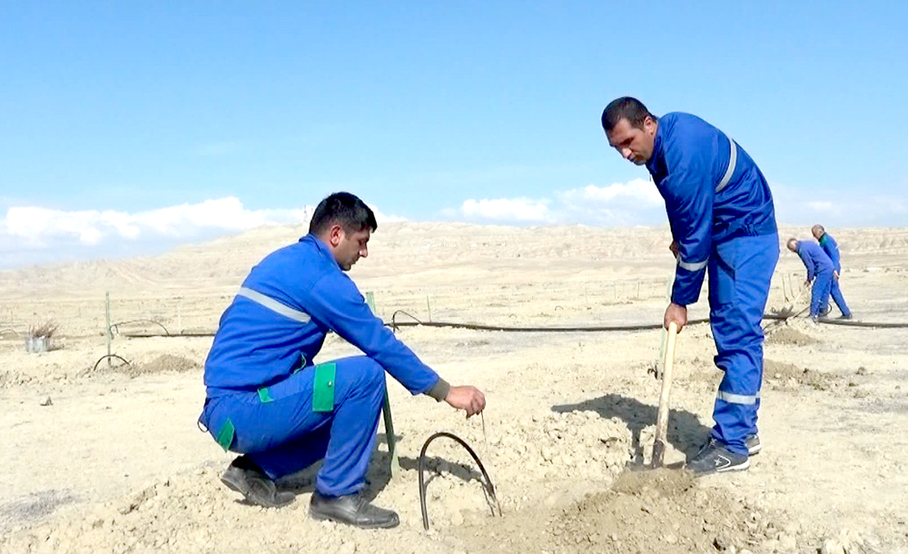 Bu il Naxçıvanda 190 hektar sahədə meyvə bağları, yaşıllıqlar salınacaq<font color=red> - FOTOLAR</font>