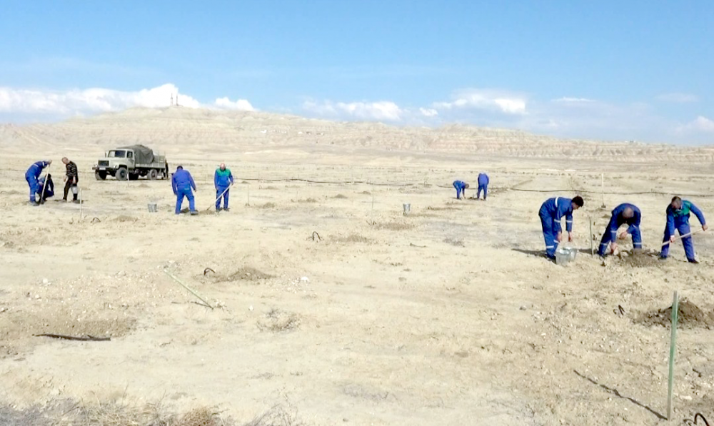 Bu il Naxçıvanda 190 hektar sahədə meyvə bağları, yaşıllıqlar salınacaq<font color=red> - FOTOLAR</font>