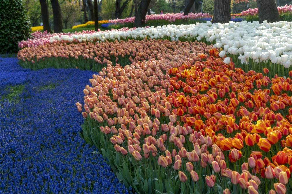 İstanbul məşhur lalə mövsümünə hazırdır<font color=red> - FOTOLAR</font>