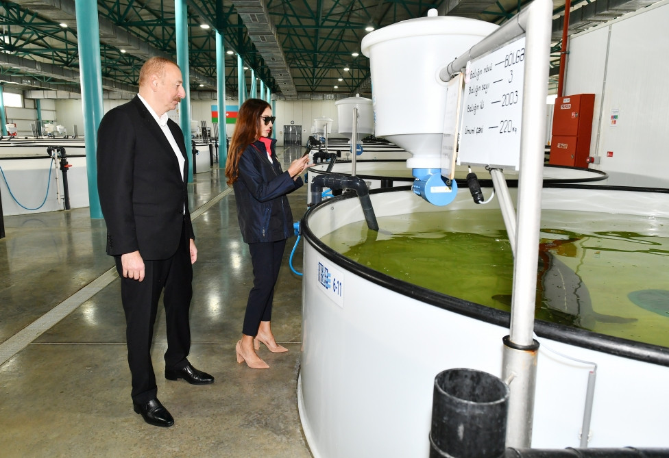Prezident İlham Əliyev və birinci xanım Mehriban Əliyeva Neftçalanın Yenikənd kəndində “Azerbaijan Fish Farm” MMC-nin Nərə Damazlıq Təsərrüfatında yaradılan şəraitlə tanış olublar <font color='red'> - YENİLƏNİB</font><font color=red> - FOTOLAR</font>