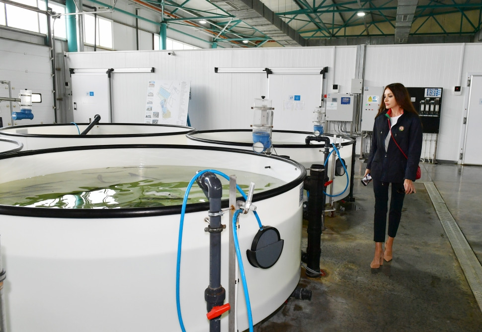Prezident İlham Əliyev və birinci xanım Mehriban Əliyeva Neftçalanın Yenikənd kəndində “Azerbaijan Fish Farm” MMC-nin Nərə Damazlıq Təsərrüfatında yaradılan şəraitlə tanış olublar <font color='red'> - YENİLƏNİB</font><font color=red> - FOTOLAR</font>