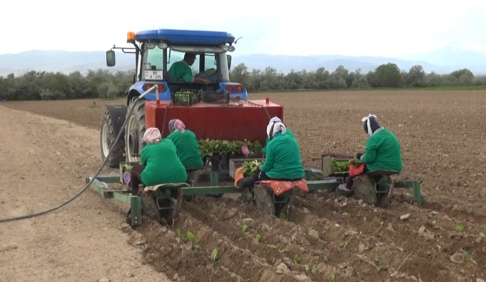 Bu il Şərurda 10 hektar ərazidə tütün əkini aparılacaq<font color=red> - FOTOLAR</font>