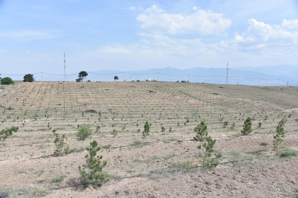 Zəngilanda 30 min ağacdan ibarət meşə massivi salınıb<font color=red> - FOTOLAR</font>