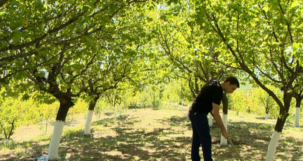 Naxçıvanda ümummilli lider Heydər Əliyevin 100 illik yubileyinə həsr olunmuş təmizlik və yaşıllıqlara qulluq aksiyası keçirilib<font color=red> - FOTOLAR</font>