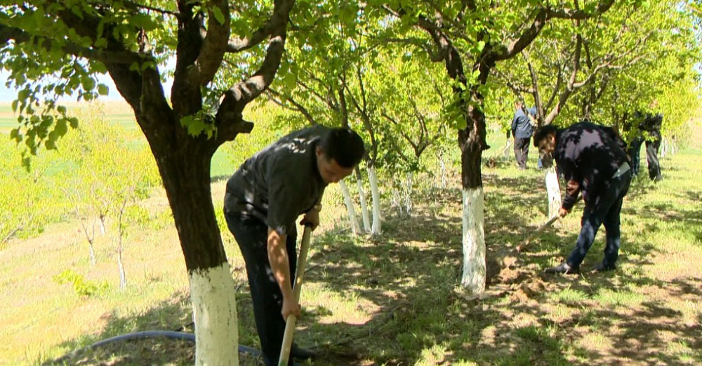 Naxçıvanda ümummilli lider Heydər Əliyevin 100 illik yubileyinə həsr olunmuş təmizlik və yaşıllıqlara qulluq aksiyası keçirilib<font color=red> - FOTOLAR</font>