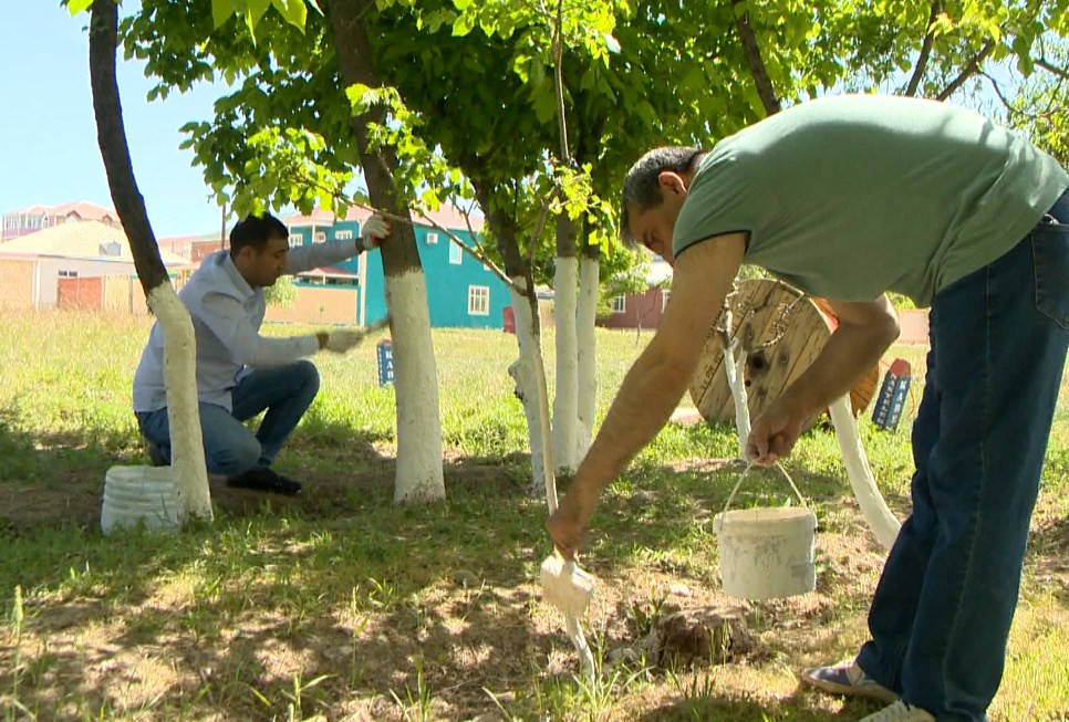 Naxçıvanda ümummilli lider Heydər Əliyevin 100 illik yubileyinə həsr olunmuş təmizlik və yaşıllıqlara qulluq aksiyası keçirilib<font color=red> - FOTOLAR</font>