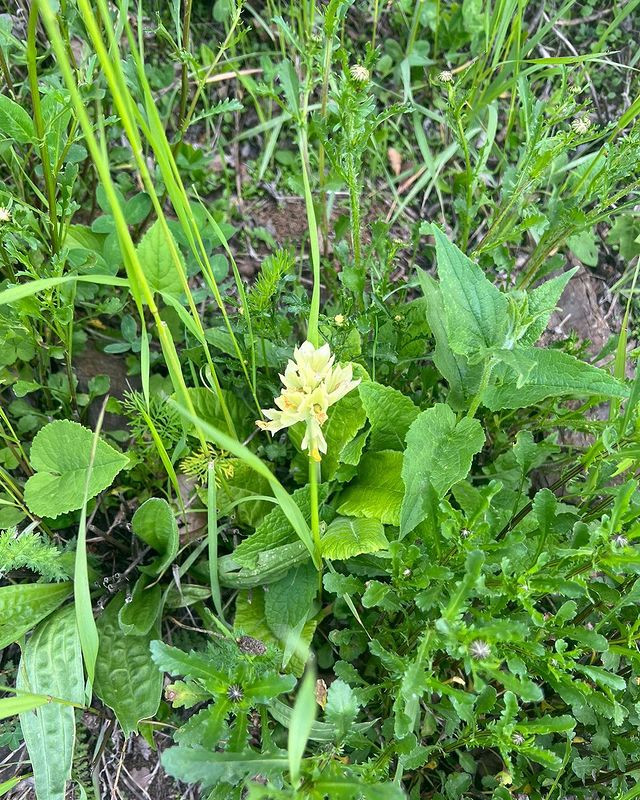 Birinci vitse-prezidentdən Şuşadan paylaşım: “Xarıbülbül axtarışında”<font color=red> - FOTOLAR</font>