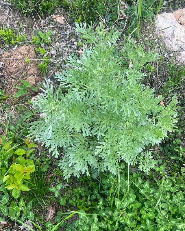Birinci vitse-prezidentdən Şuşadan paylaşım: “Xarıbülbül axtarışında”<font color=red> - FOTOLAR</font>