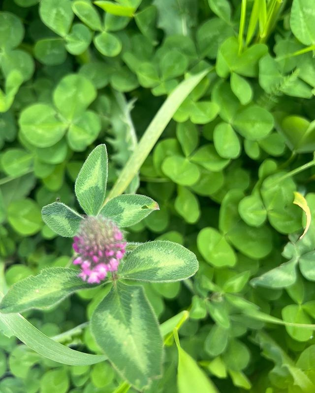 Birinci vitse-prezidentdən Şuşadan paylaşım: “Xarıbülbül axtarışında”<font color=red> - FOTOLAR</font>