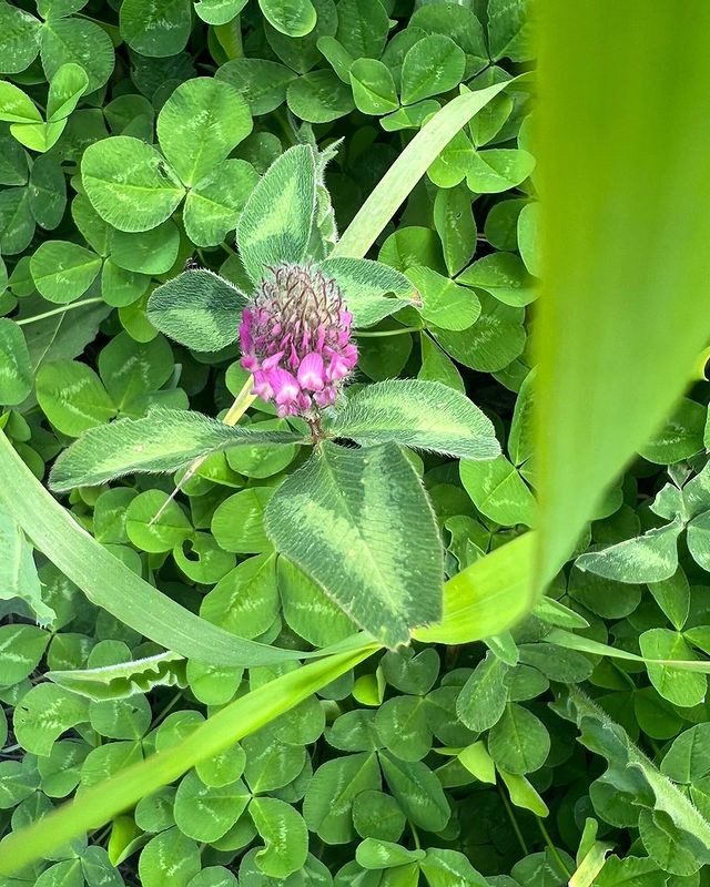 Birinci vitse-prezidentdən Şuşadan paylaşım: “Xarıbülbül axtarışında”<font color=red> - FOTOLAR</font>