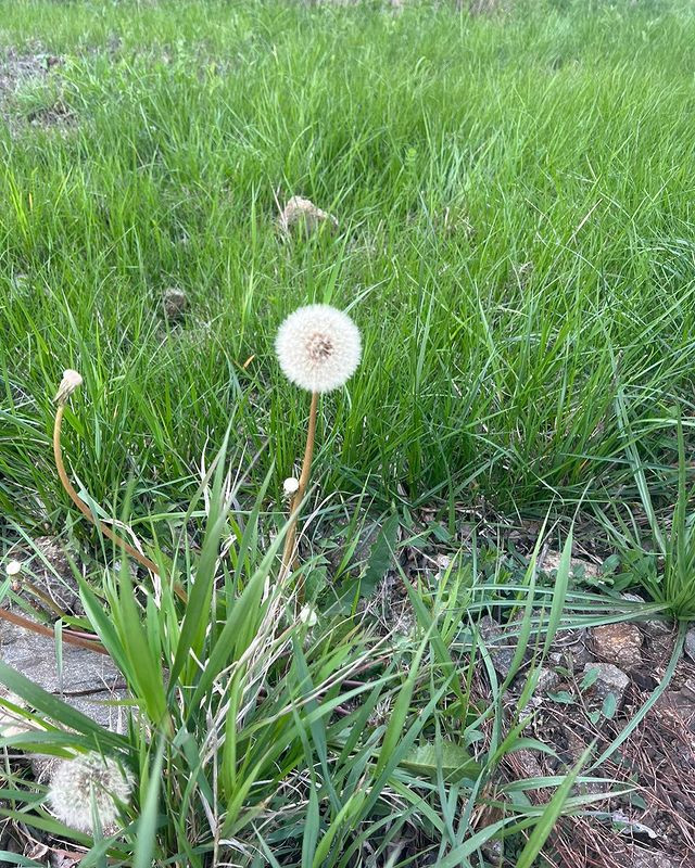 Birinci vitse-prezidentdən Şuşadan paylaşım: “Xarıbülbül axtarışında”<font color=red> - FOTOLAR</font>