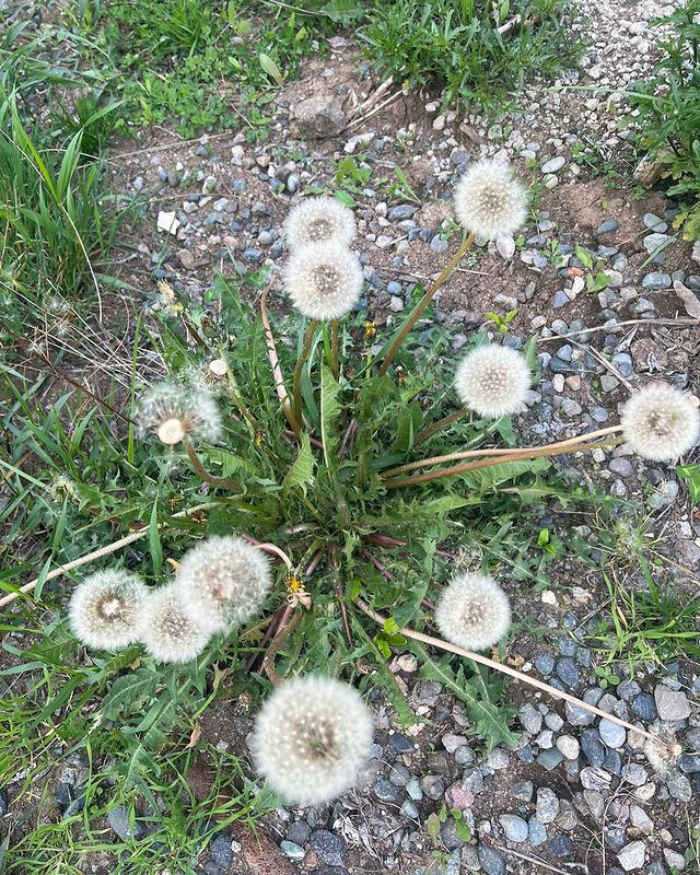 Birinci vitse-prezidentdən Şuşadan paylaşım: “Xarıbülbül axtarışında”<font color=red> - FOTOLAR</font>