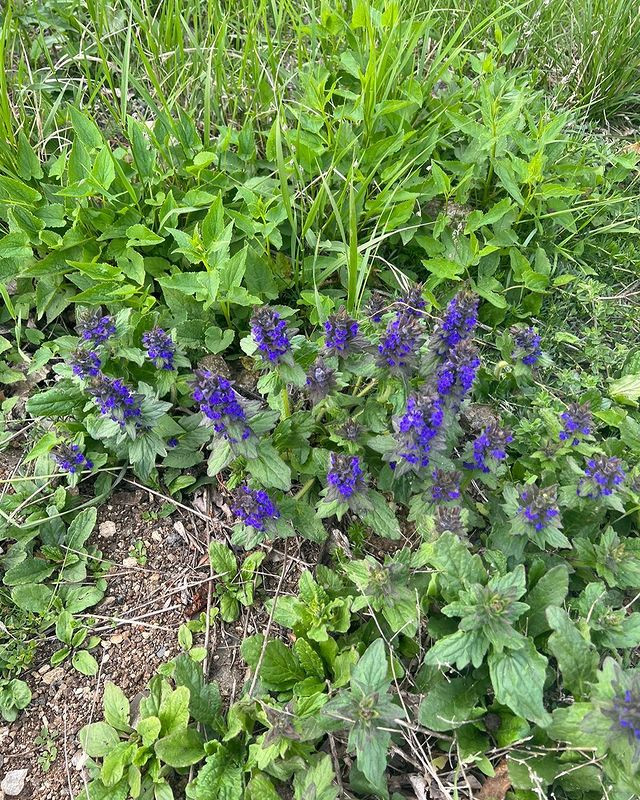 Birinci vitse-prezidentdən Şuşadan paylaşım: “Xarıbülbül axtarışında”<font color=red> - FOTOLAR</font>