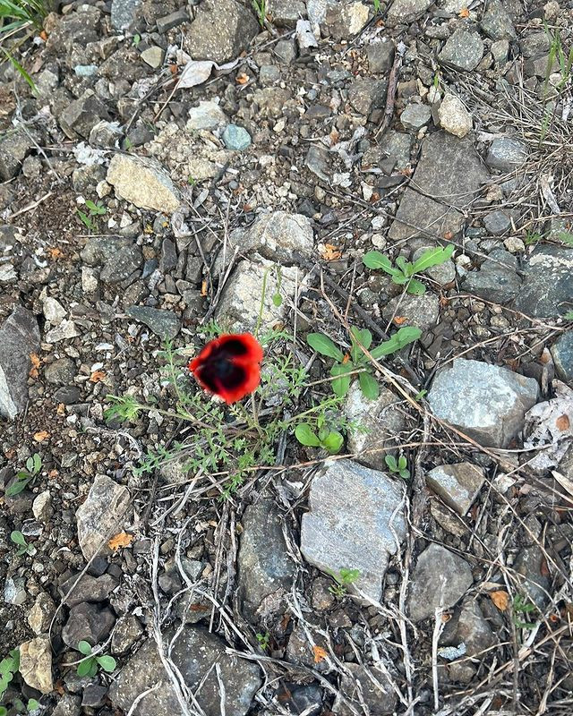Birinci vitse-prezidentdən Şuşadan paylaşım: “Xarıbülbül axtarışında”<font color=red> - FOTOLAR</font>