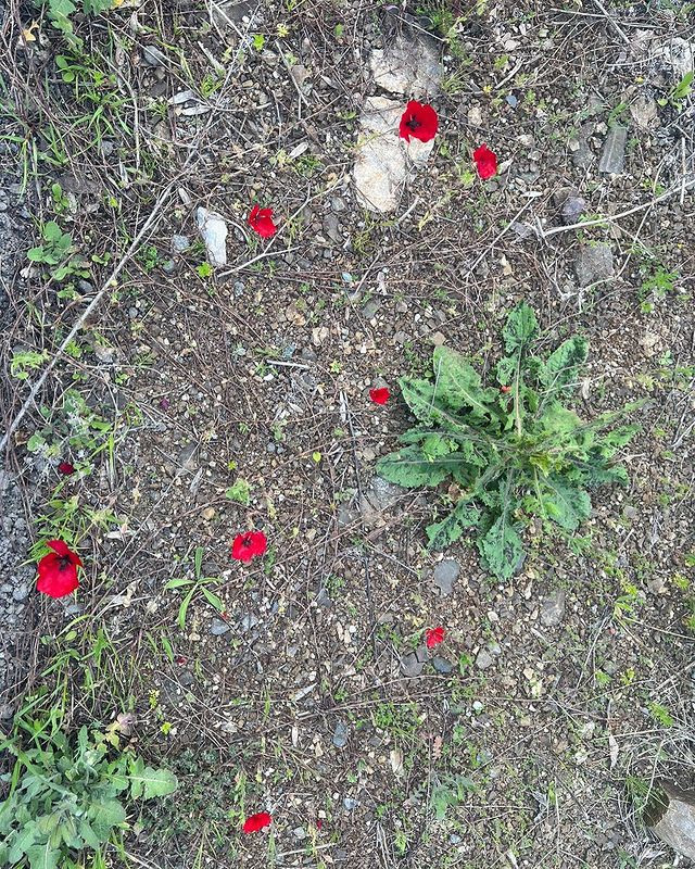 Birinci vitse-prezidentdən Şuşadan paylaşım: “Xarıbülbül axtarışında”<font color=red> - FOTOLAR</font>