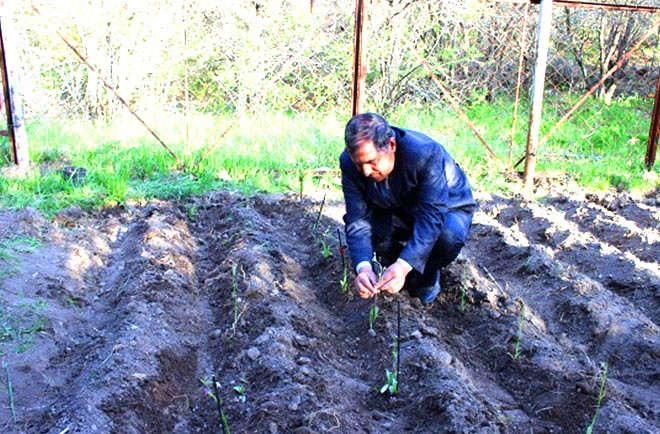 Naxçıvanda xarıbülbül əkilir<font color=red> - FOTOLAR</font>