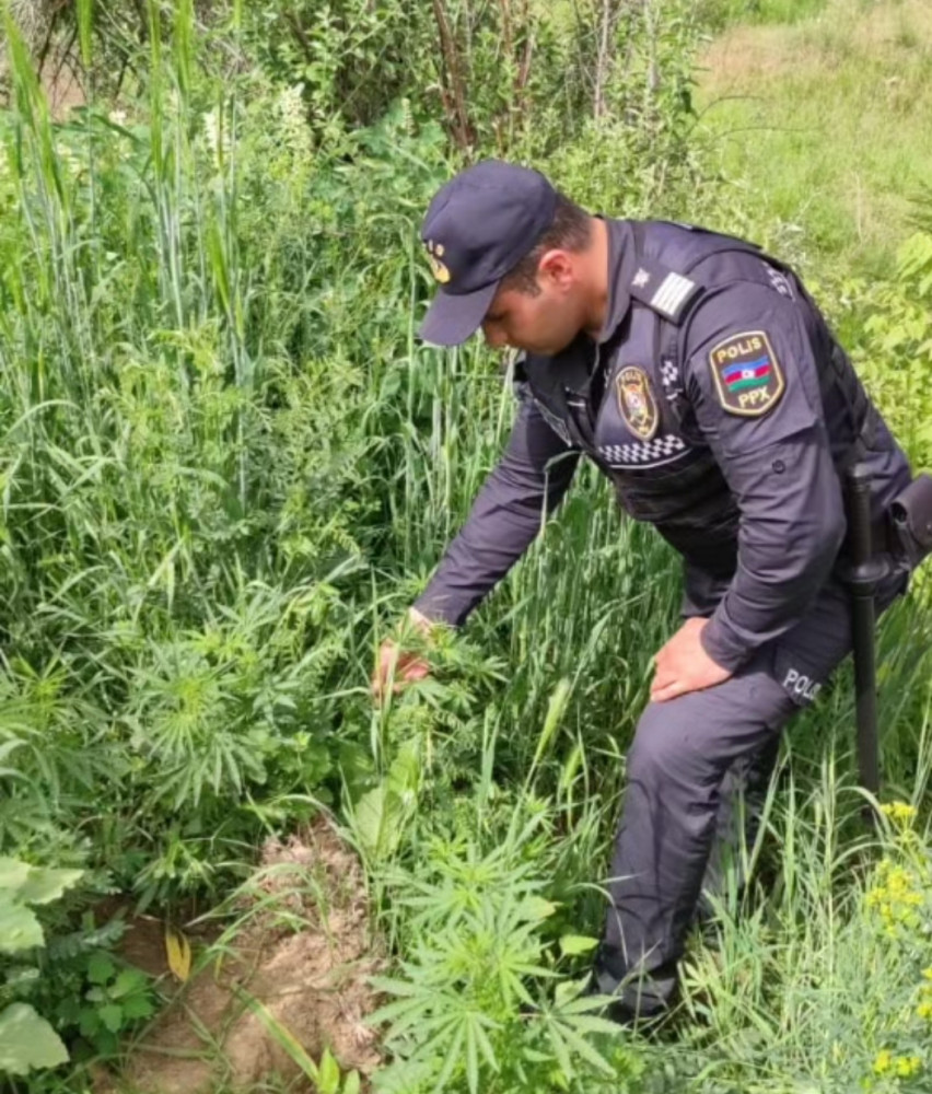 Şərurda 10522 ədəd narkotik tərkibli çətənə bitkisi kolu aşkar olunaraq məhv edilib<font color=red> - FOTOLAR</font>