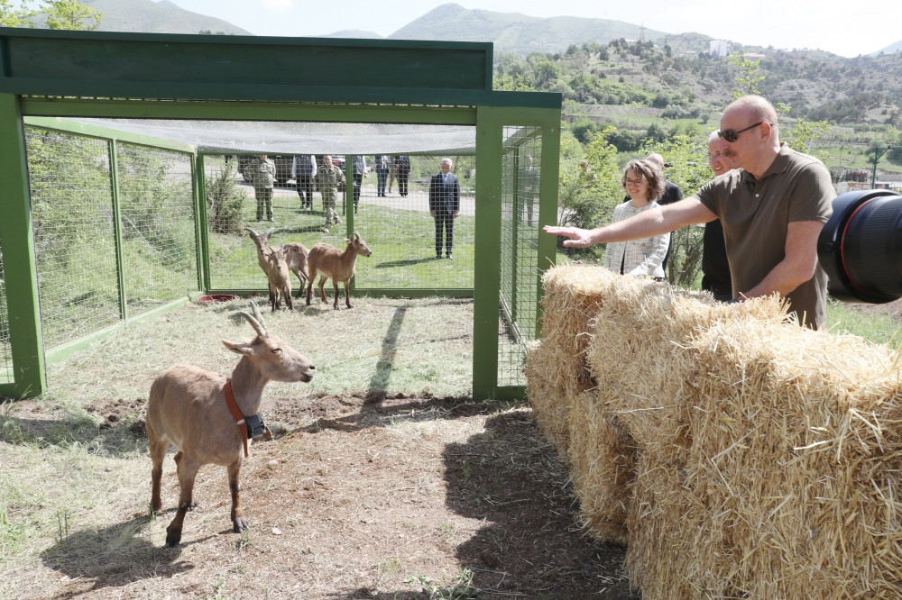 Laçın rayonunda Şərqi Qafqaz turları və şahin quşları təbiətə, müxtəlif növ balıqlar Həkəri çayına buraxılıb<font color=red> - FOTOLAR</font>