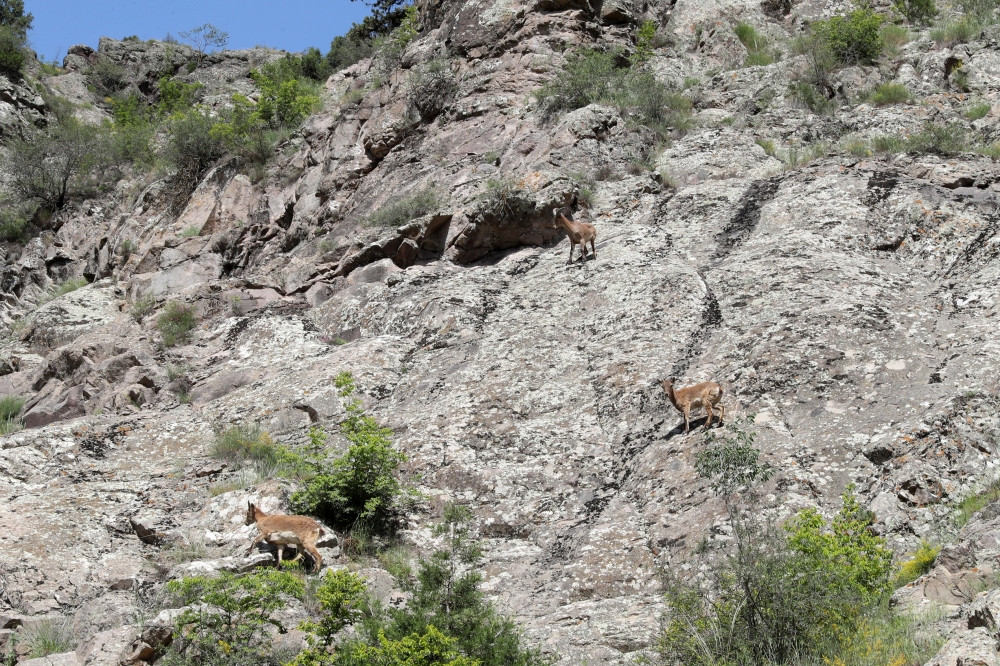 Laçın rayonunda Şərqi Qafqaz turları və şahin quşları təbiətə, müxtəlif növ balıqlar Həkəri çayına buraxılıb<font color=red> - FOTOLAR</font>