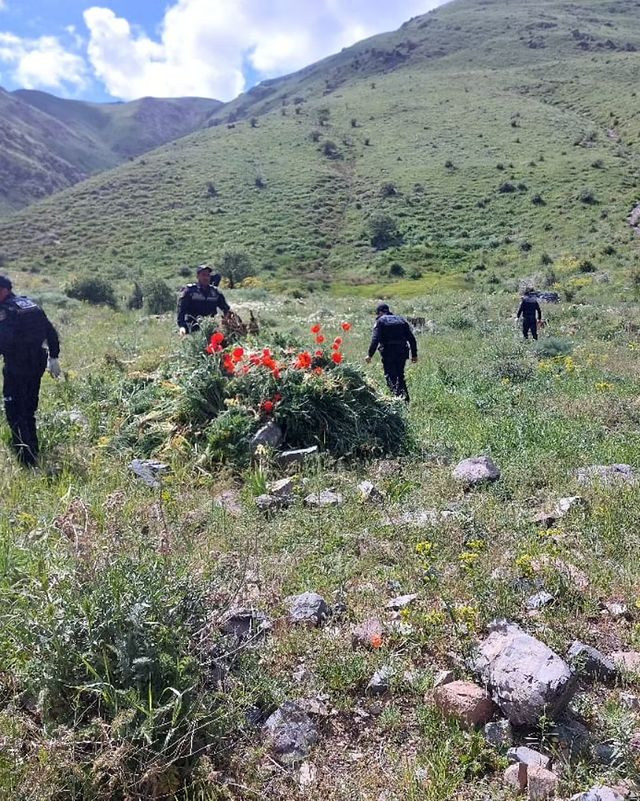 Naxçıvanda 30045 ədəd çətənə bitkisi kolu kökündən çıxarılaraq məhv edilib<font color=red> - FOTOLAR</font>