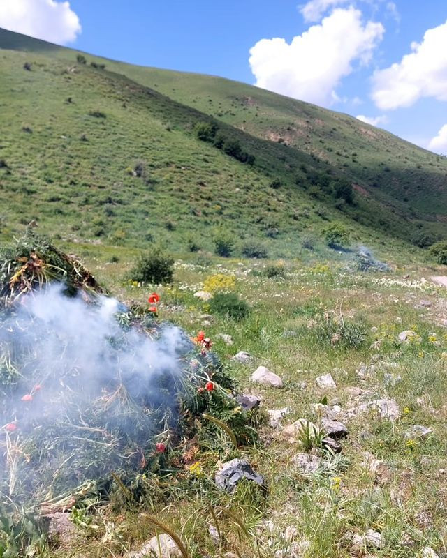 Naxçıvanda 30045 ədəd çətənə bitkisi kolu kökündən çıxarılaraq məhv edilib<font color=red> - FOTOLAR</font>
