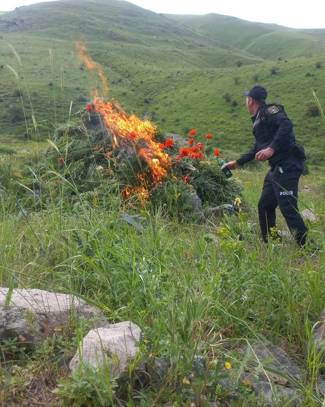 Naxçıvanda 30045 ədəd çətənə bitkisi kolu kökündən çıxarılaraq məhv edilib<font color=red> - FOTOLAR</font>