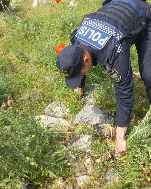 Naxçıvanda 30045 ədəd çətənə bitkisi kolu kökündən çıxarılaraq məhv edilib<font color=red> - FOTOLAR</font>