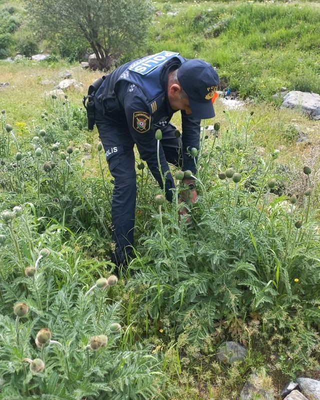 Naxçıvanda 30045 ədəd çətənə bitkisi kolu kökündən çıxarılaraq məhv edilib<font color=red> - FOTOLAR</font>